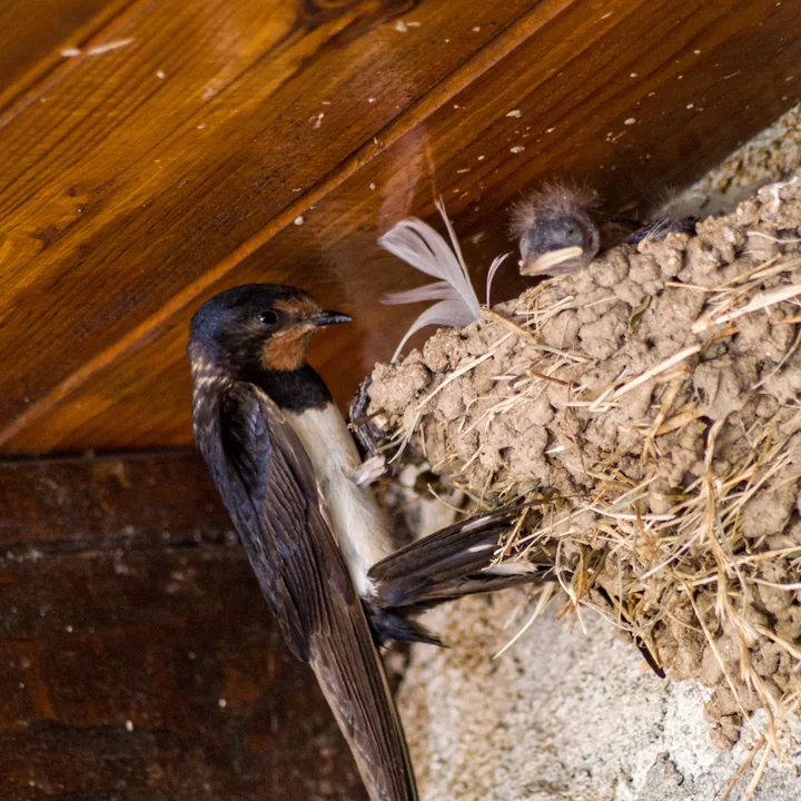 Bird nesting beneath an unfinished deck