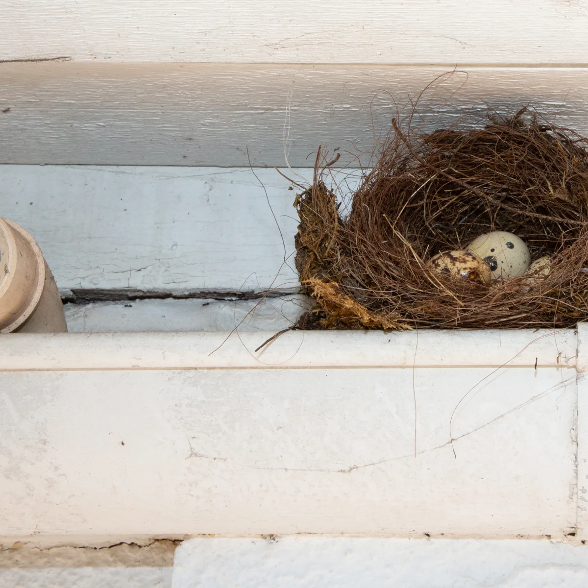 Bird nest tucked into an exposed area beneath a deck