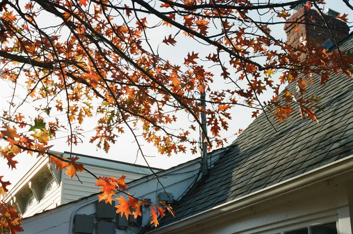 Orange autumn leaves overhanging a roof and gutter